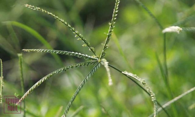 Cỏ mần trầu gội đầu có tác dụng gì?