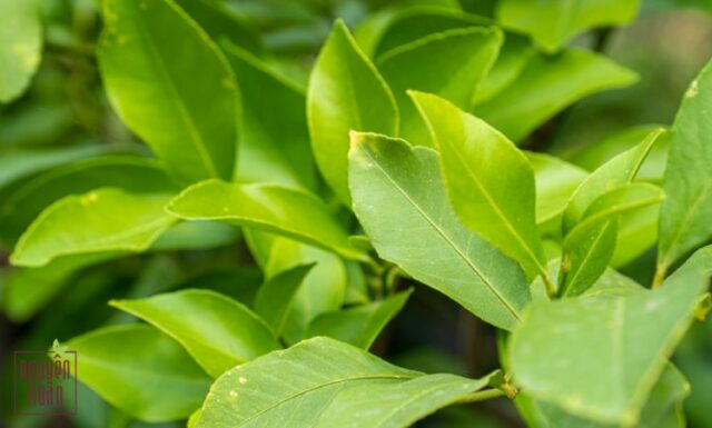 Gội đầu bằng lá chanh có tốt không? GIẢI ĐÁP