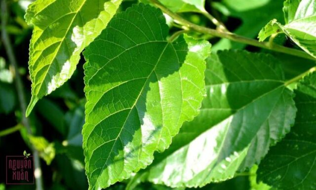 Mách bạn gội đầu bằng lá dâu tằm giúp tóc đen, chắc khỏe