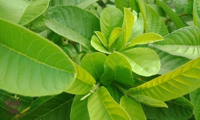Bí quyết gội đầu bằng lá ổi cho tóc chắc khỏe, giảm gãy rụng