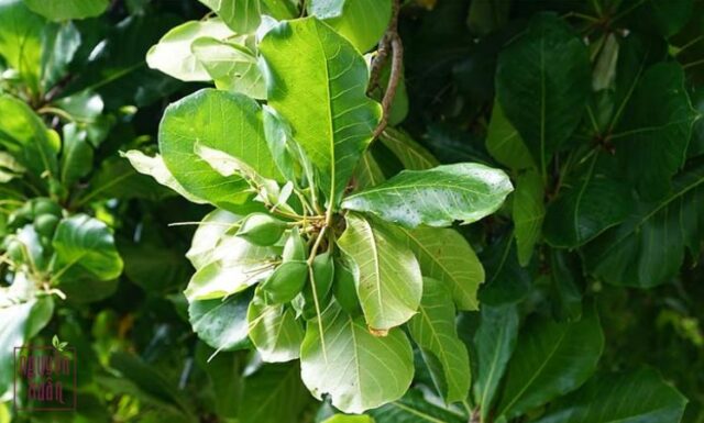 Gội đầu bằng nước lá bàng có tác dụng gì?